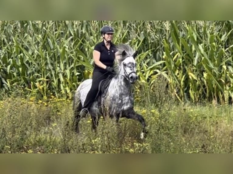 Pony Islandese Giumenta 6 Anni 137 cm Grigio in Schneverdingen