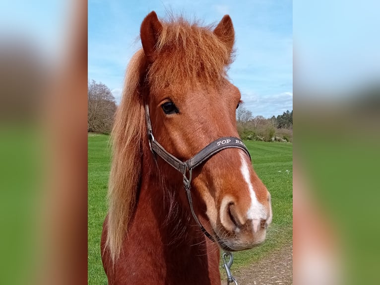 Pony Islandese Giumenta 6 Anni 137 cm Sauro in Blankenheim