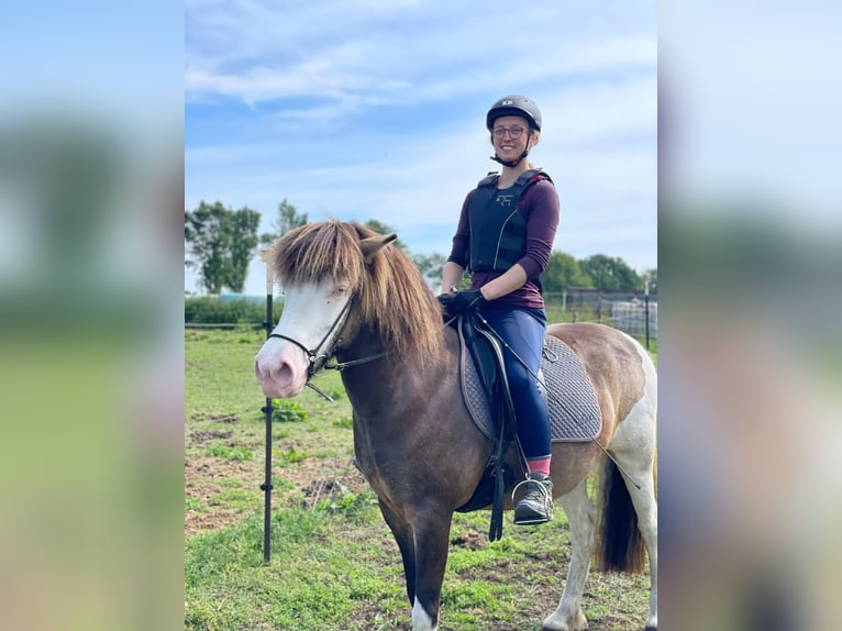 Pony Islandese Giumenta 6 Anni 138 cm  in Blunk