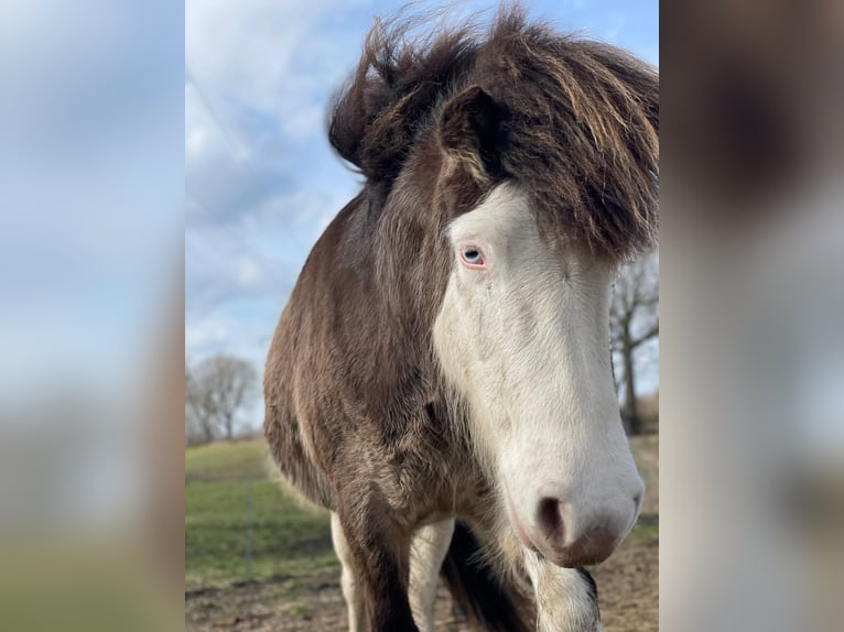 Pony Islandese Giumenta 6 Anni 138 cm  in Blunk