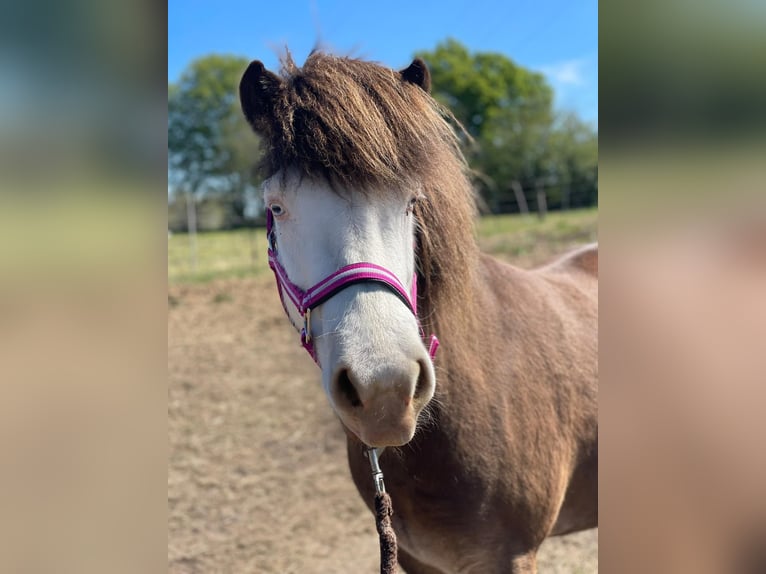Pony Islandese Giumenta 6 Anni 138 cm  in Blunk