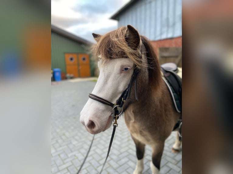 Pony Islandese Giumenta 6 Anni 138 cm in Blunk