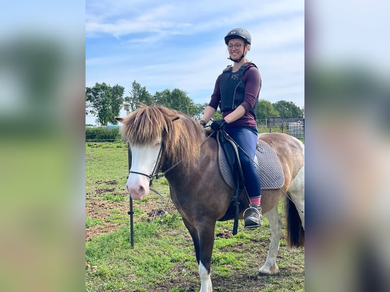 Pony Islandese Giumenta 6 Anni 138 cm  in Blunk