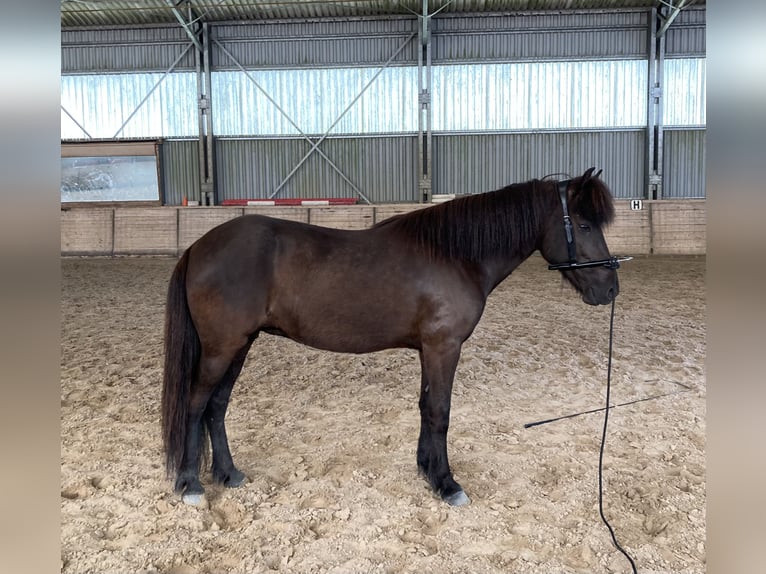 Pony Islandese Giumenta 6 Anni 138 cm Morello in Engelschoff