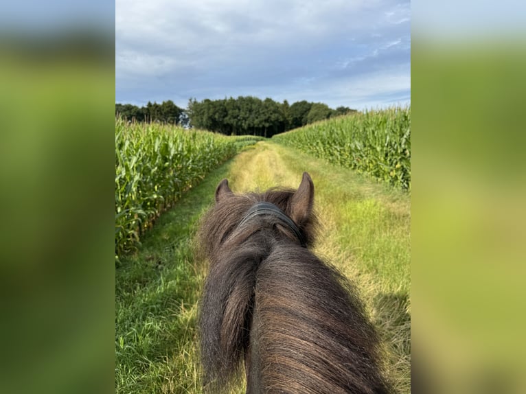 Pony Islandese Giumenta 6 Anni 138 cm Morello in Engelschoff