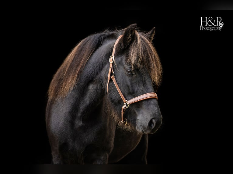 Pony Islandese Giumenta 6 Anni 138 cm Morello in Engelschoff