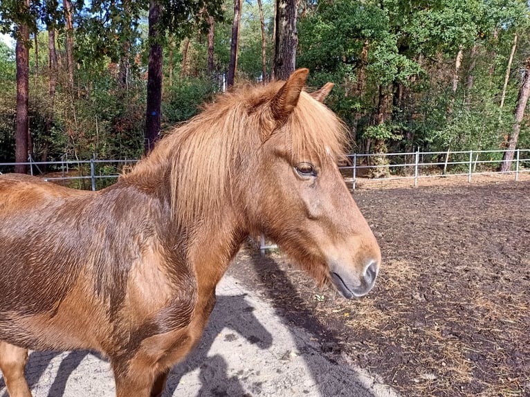 Pony Islandese Giumenta 6 Anni 138 cm Sauro in Langdorp