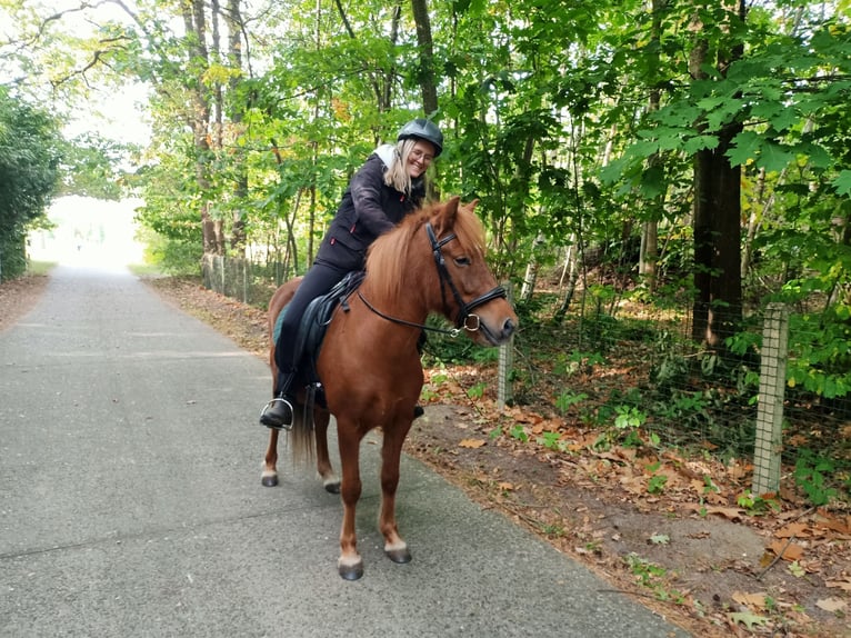 Pony Islandese Giumenta 6 Anni 138 cm Sauro in Langdorp