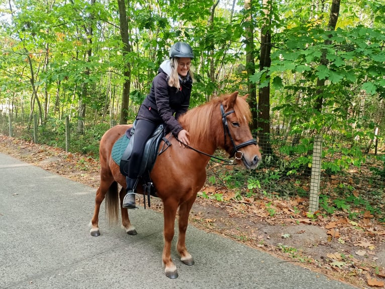 Pony Islandese Giumenta 6 Anni 138 cm Sauro in Langdorp