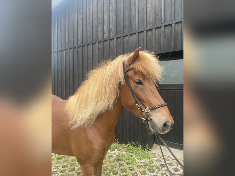 Pony Islandese Giumenta 6 Anni 138 cm Sauro in Oberkail