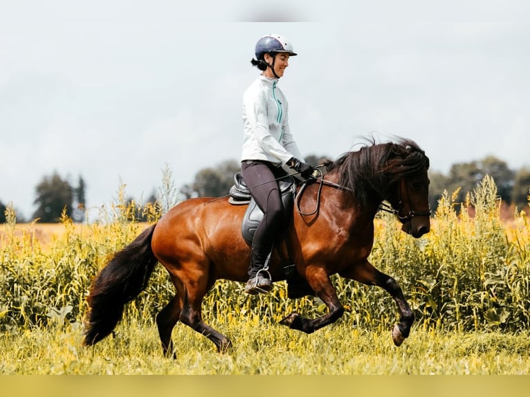Pony Islandese Giumenta 6 Anni 139 cm Baio in Taufkirchen an der Trattnach