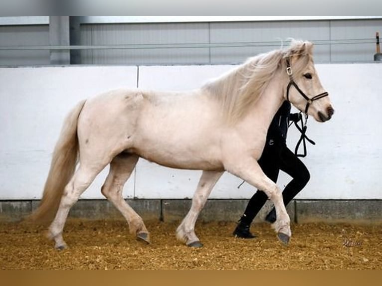 Pony Islandese Giumenta 6 Anni 139 cm Palomino in Königswinter