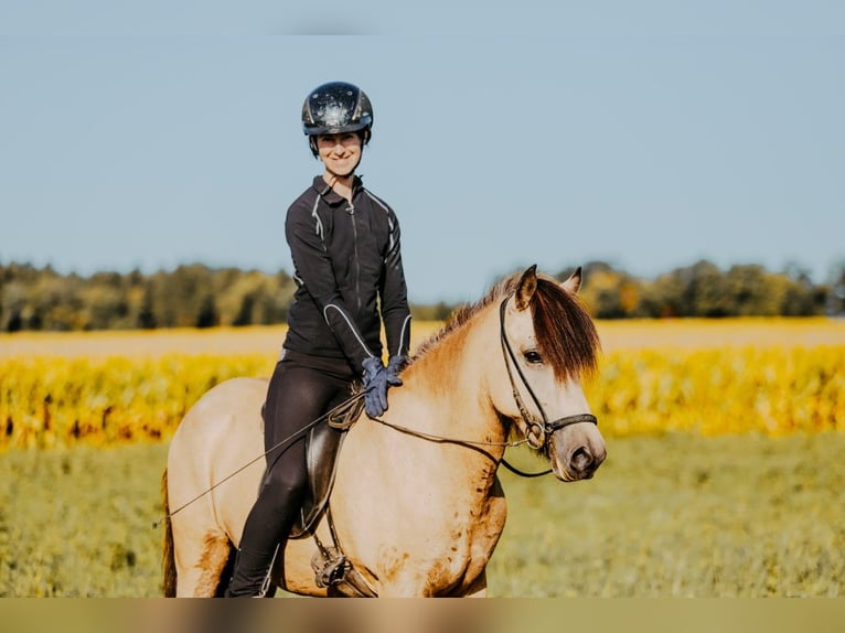 Pony Islandese Giumenta 6 Anni 139 cm Pelle di daino in Taufkirchen/Trattnach