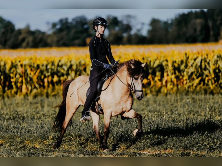 Pony Islandese Giumenta 6 Anni 139 cm Pelle di daino in Taufkirchen/Trattnach