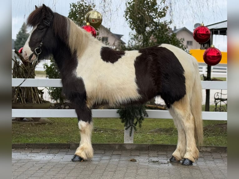 Pony Islandese Giumenta 6 Anni 139 cm Pezzato in Lochen am See