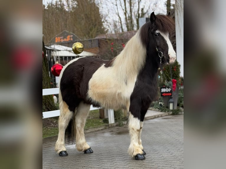 Pony Islandese Giumenta 6 Anni 139 cm Pezzato in Lochen am See