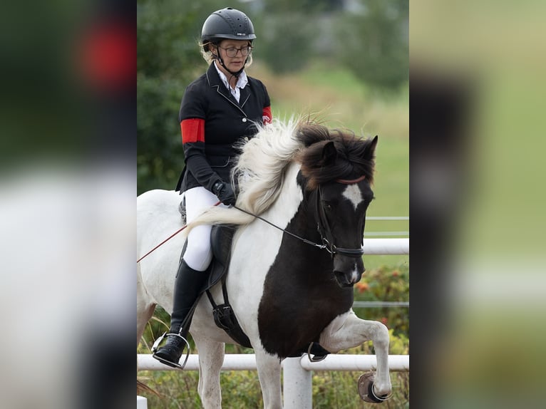 Pony Islandese Giumenta 6 Anni 139 cm Pezzato in Wahrenholz