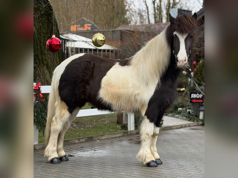 Pony Islandese Giumenta 6 Anni 139 cm Pezzato in Lochen am See