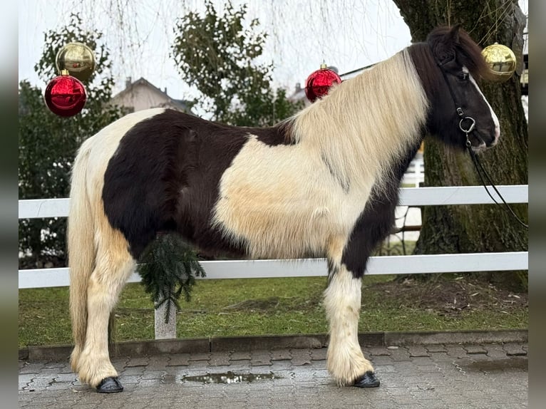 Pony Islandese Giumenta 6 Anni 139 cm Pezzato in Lochen am See