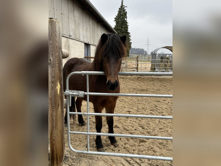 Pony Islandese Giumenta 6 Anni 140 cm Baio in Backnang