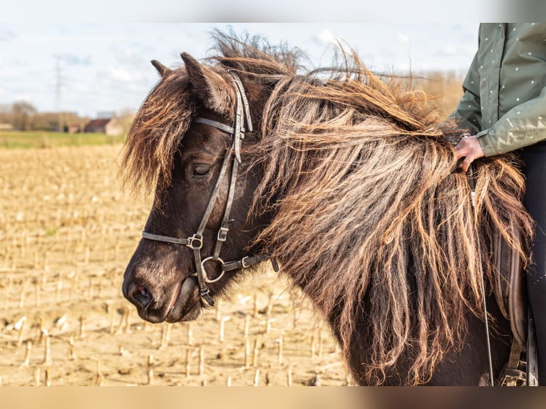 Pony Islandese Giumenta 6 Anni 140 cm Baio nero in Dilbeek