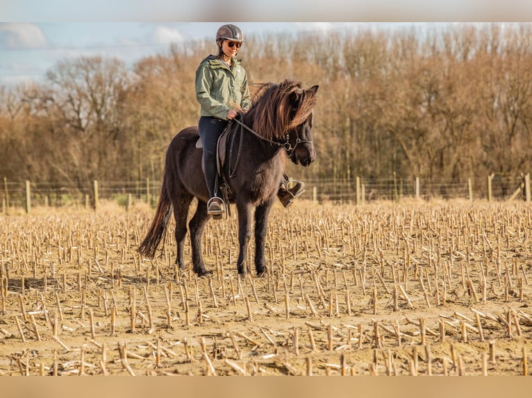 Pony Islandese Giumenta 6 Anni 140 cm Baio nero in Dilbeek