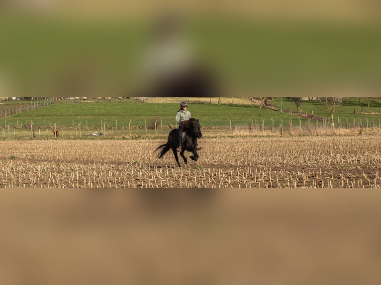 Pony Islandese Giumenta 6 Anni 140 cm Baio nero in Dilbeek