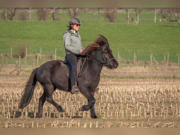 Pony Islandese Giumenta 6 Anni 140 cm Baio nero in Dilbeek