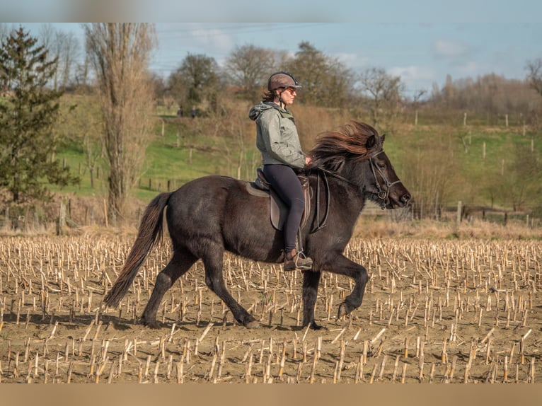Pony Islandese Giumenta 6 Anni 140 cm Baio nero in Dilbeek
