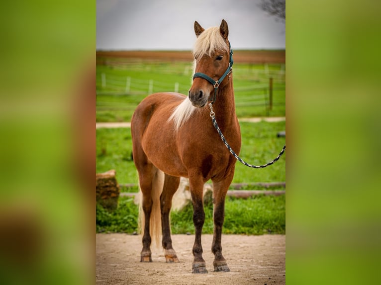 Pony Islandese Giumenta 6 Anni 140 cm in Aichtal