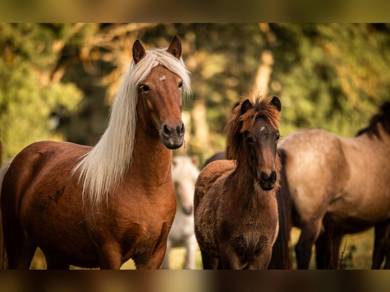 Pony Islandese Giumenta 6 Anni 140 cm in Aichtal