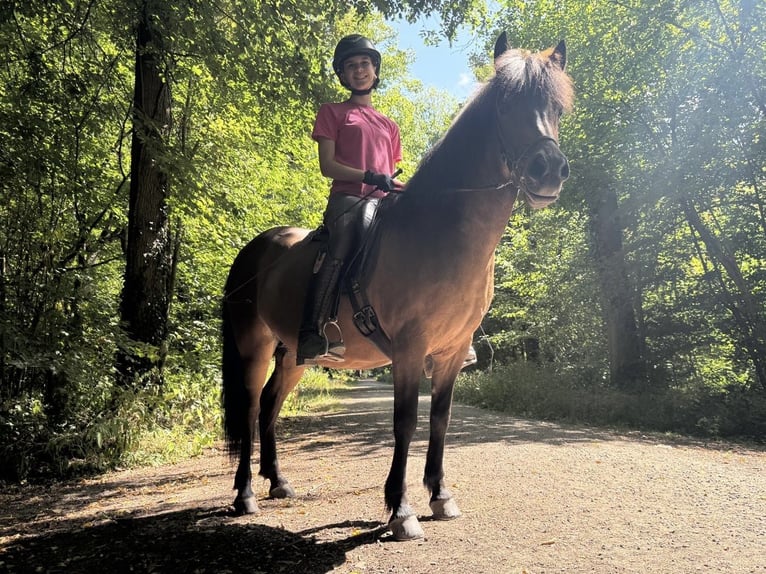 Pony Islandese Giumenta 6 Anni 140 cm  in Rheurdt