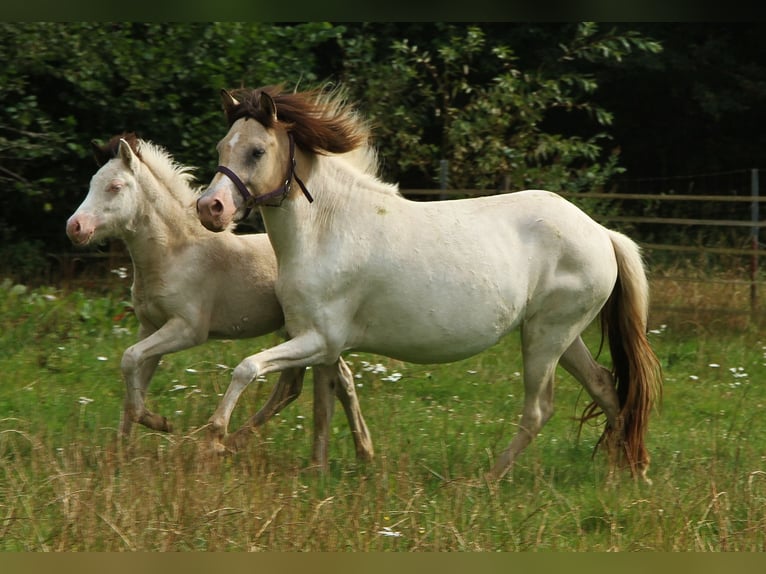 Pony Islandese Giumenta 6 Anni 140 cm Pezzato in Saarland