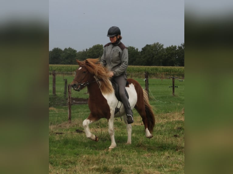 Pony Islandese Giumenta 6 Anni 140 cm Pezzato in S&#xFC;dlohn
