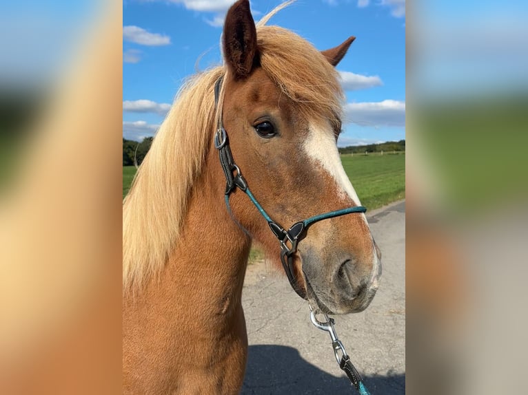 Pony Islandese Giumenta 6 Anni 140 cm Sauro in Overath