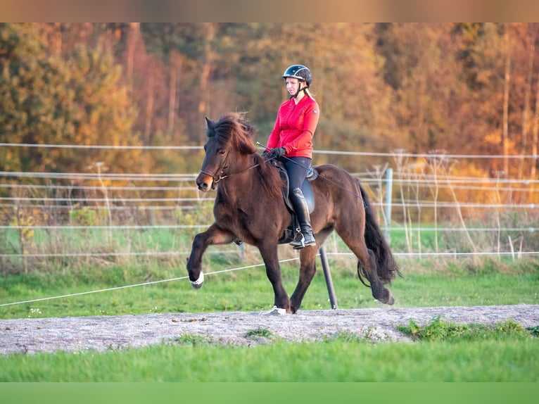 Pony Islandese Giumenta 6 Anni 141 cm Baio scuro in Lehmrede