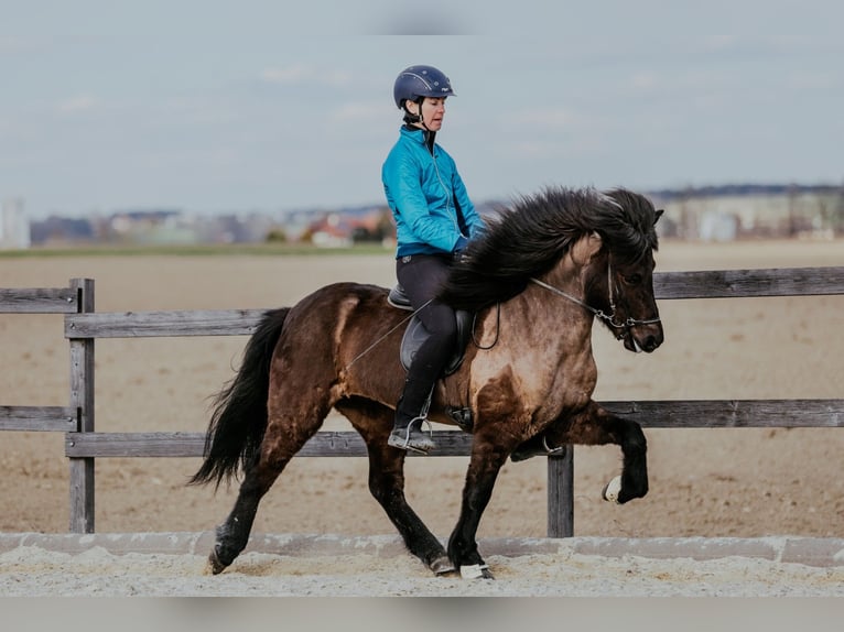 Pony Islandese Giumenta 6 Anni 141 cm Morello in Taufkirchen an der Trattnach