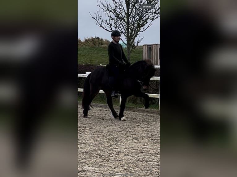 Pony Islandese Giumenta 6 Anni 142 cm Baio in Haderslev