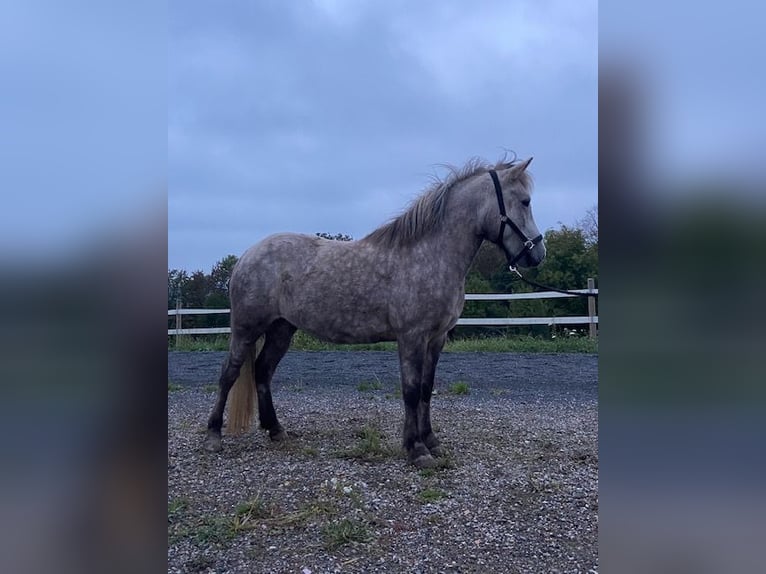 Pony Islandese Giumenta 6 Anni 142 cm Grigio in Elsoff (Westerwald)