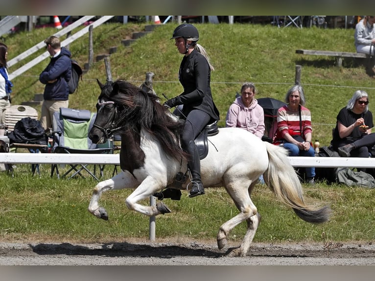 Pony Islandese Giumenta 6 Anni 142 cm Pezzato in Dohm-Lammersdorf