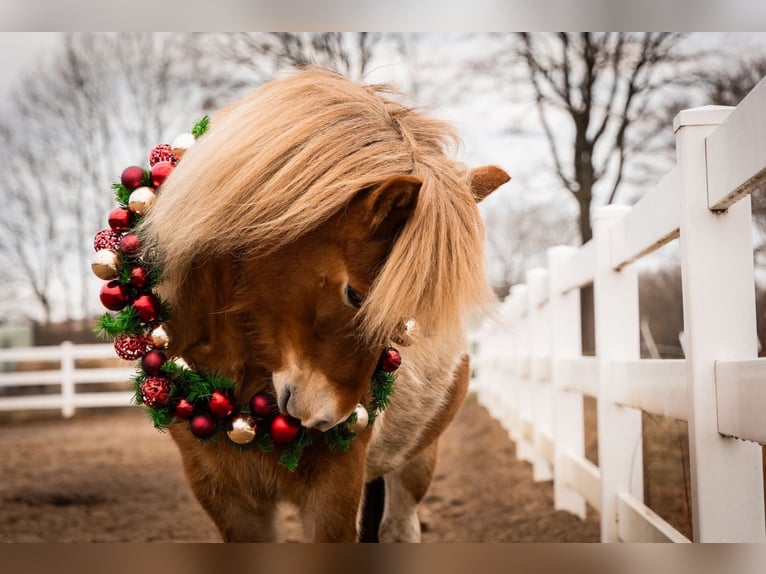 Pony Islandese Giumenta 6 Anni 142 cm Pezzato in Seedorf