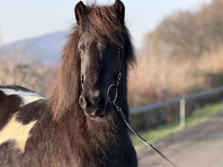Pony Islandese Giumenta 6 Anni 143 cm Pezzato in Bad Honnef