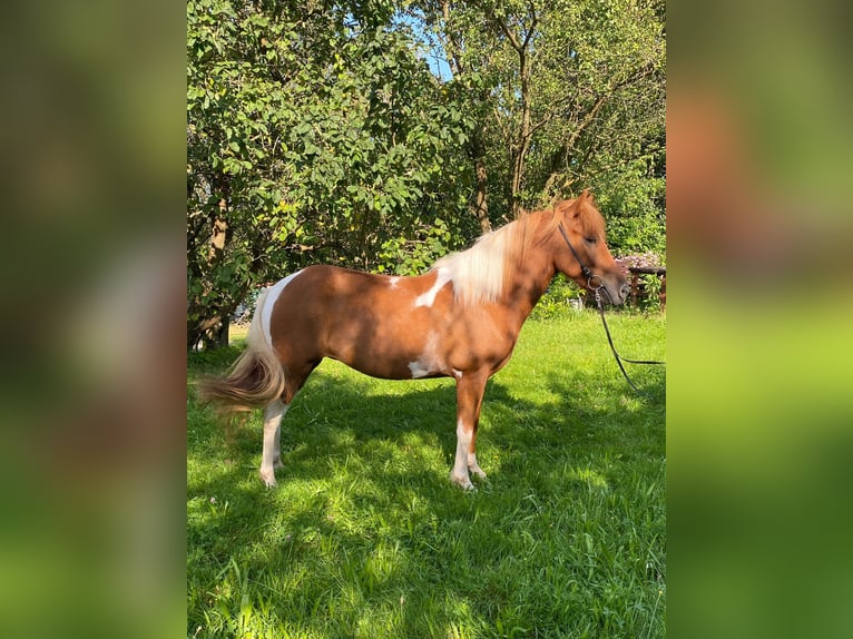 Pony Islandese Giumenta 6 Anni 143 cm Pezzato in Lautertal