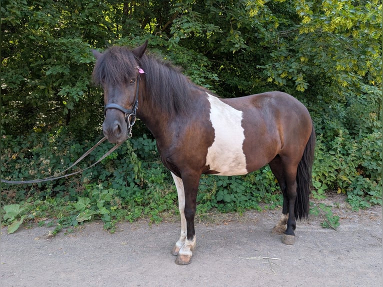 Pony Islandese Giumenta 6 Anni 143 cm Pezzato in Saarbrücken