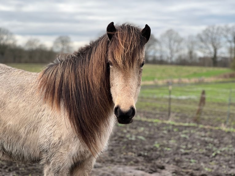 Pony Islandese Giumenta 6 Anni 144 cm in Blunk