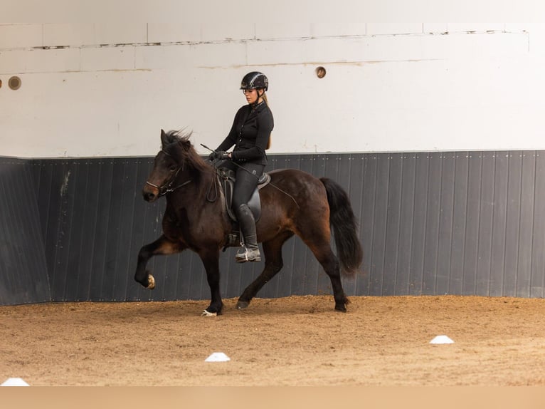 Pony Islandese Giumenta 6 Anni 145 cm Baio in Lehmrade