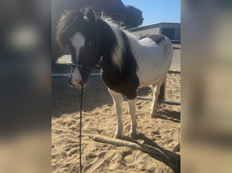Pony Islandese Giumenta 6 Anni 145 cm Pezzato in LeopoldshöheLeopoldshöhe