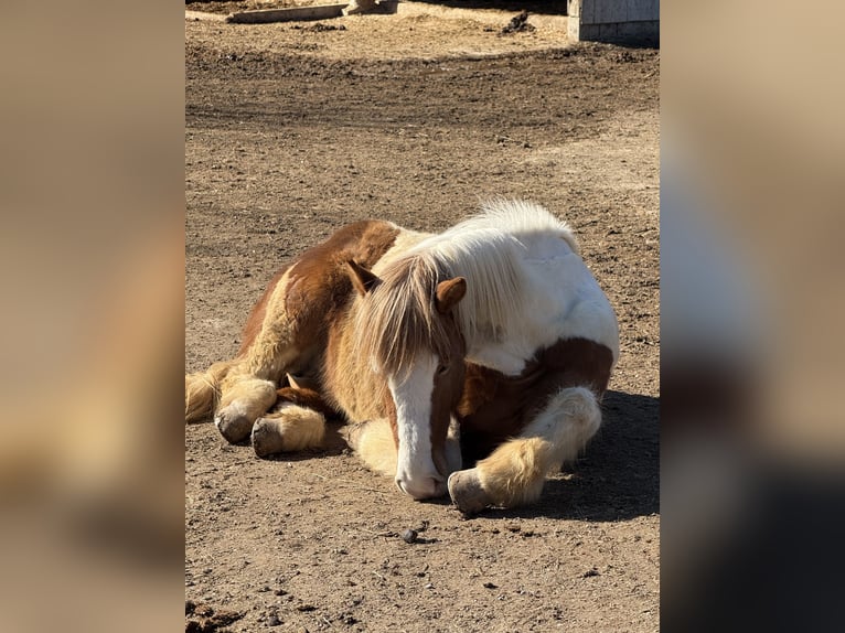 Pony Islandese Giumenta 6 Anni 145 cm Pezzato in Ainring
