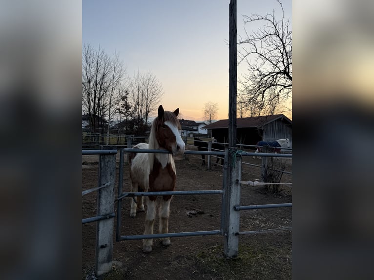 Pony Islandese Giumenta 6 Anni 145 cm Pezzato in Ainring