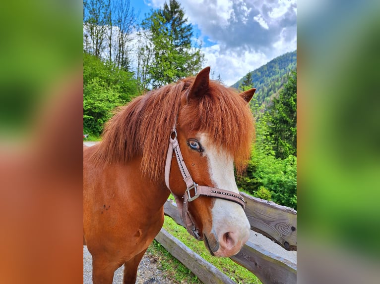 Pony Islandese Giumenta 6 Anni 145 cm Sauro in Flattach